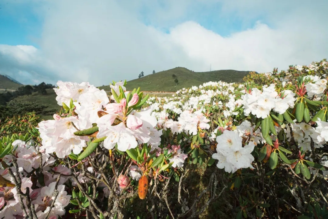 凉山深处，漫山索玛花开成海 | 四川省索玛慈善基金会邀您共赏